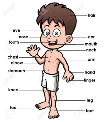 human body Parts - Human Body Parts